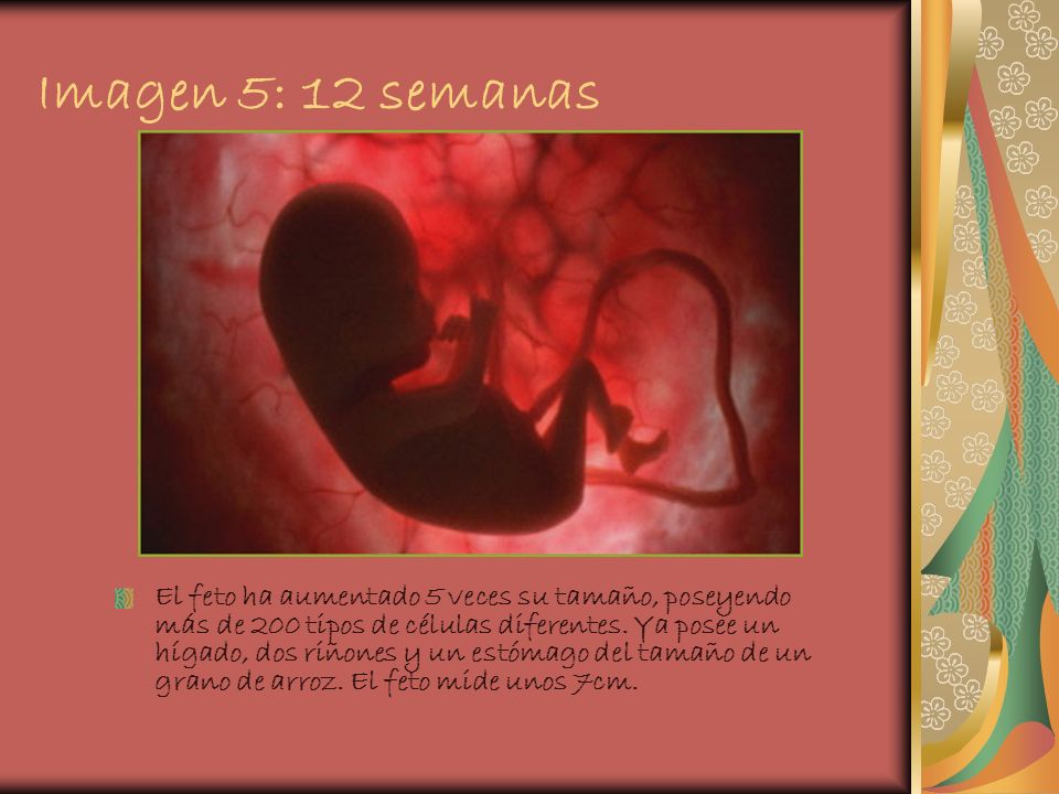 tamaño de feto 12 semanas